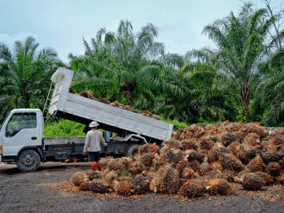 ชุมนุมสหกรณ์ชาวสวนปาล์มน้ำมันกระบี่ จำกัด ... พารามิเตอร์รูปภาพ 14